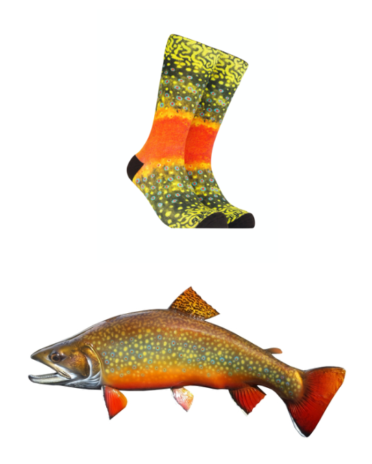 Brook Trout